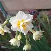 ✿⁠doncoroの画像