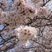 にゃんみの画像