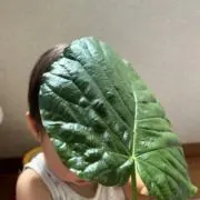ma1の画像