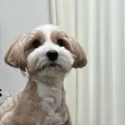 れんの画像