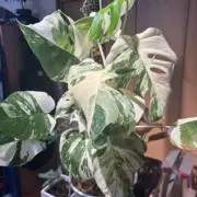 きーの画像