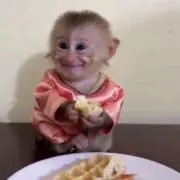 青いの画像