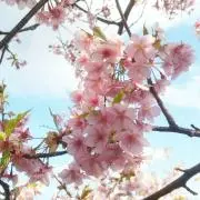 Mの画像