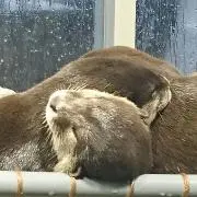 ひろまり