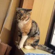 はに