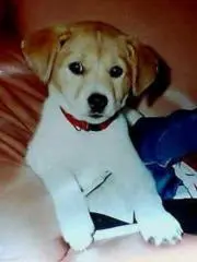 普*9様 張本智和 緑箔サイン入り Hottestカード 053/100 - メルカリ