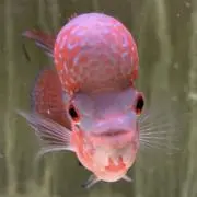 太刀魚&コブ鯛の画像