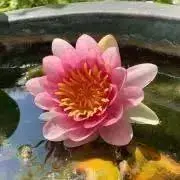 angeの画像