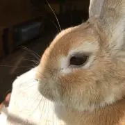 ハナ♪の画像
