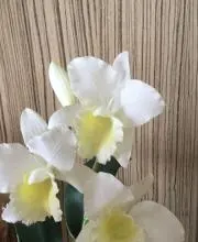 MATの画像