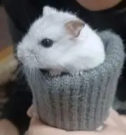 みみの画像