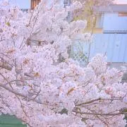 ゆにの画像