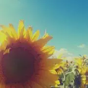味噌/プロフご覧下さいの画像