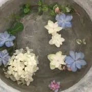 kabaの画像