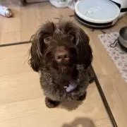 サバーの画像