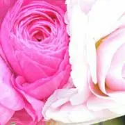ポヨポヨBa-Ba 　プロフ読んでね♡の画像