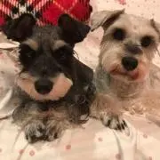 としぴょん
