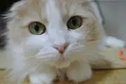 もふもふ