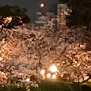 しろせの画像