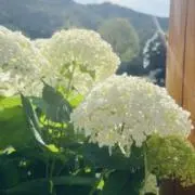 HANA⭐︎断捨離中⭐︎の画像