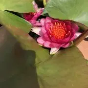 あゆる