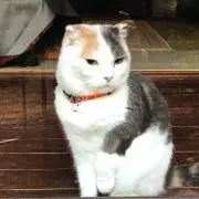 ポンちゃん