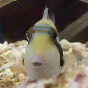 りんりんの画像