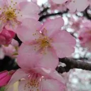 ☆kako☆の画像