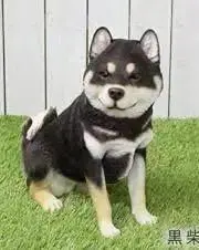 Shiba  ※土日祝発送出来ませんの画像