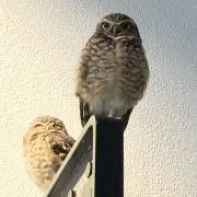 ふく