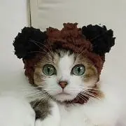 ぴこの画像