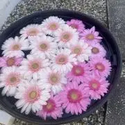 はな子の画像