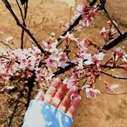 ゆいの画像