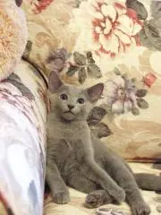 ムク