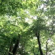 れーんの画像
