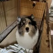 koroの画像