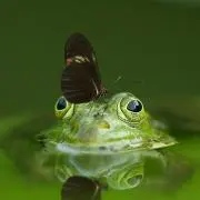MOMOKOの画像