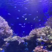 yssyの画像