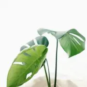 ATSUの画像