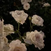 ユユの画像