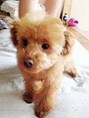 おじょん拳