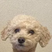 れいの画像