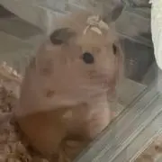 ぽんちゃんずの画像