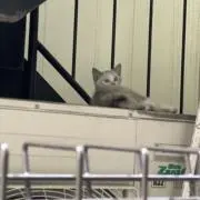 モミジの画像