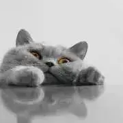 jiako