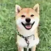 Satoの画像