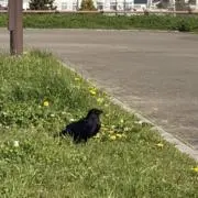 オレンジレンジ
