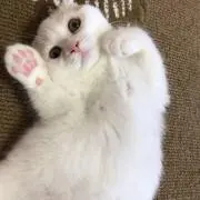 ゆきねこの画像