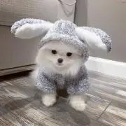 ももの画像