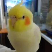 ピッコロの画像